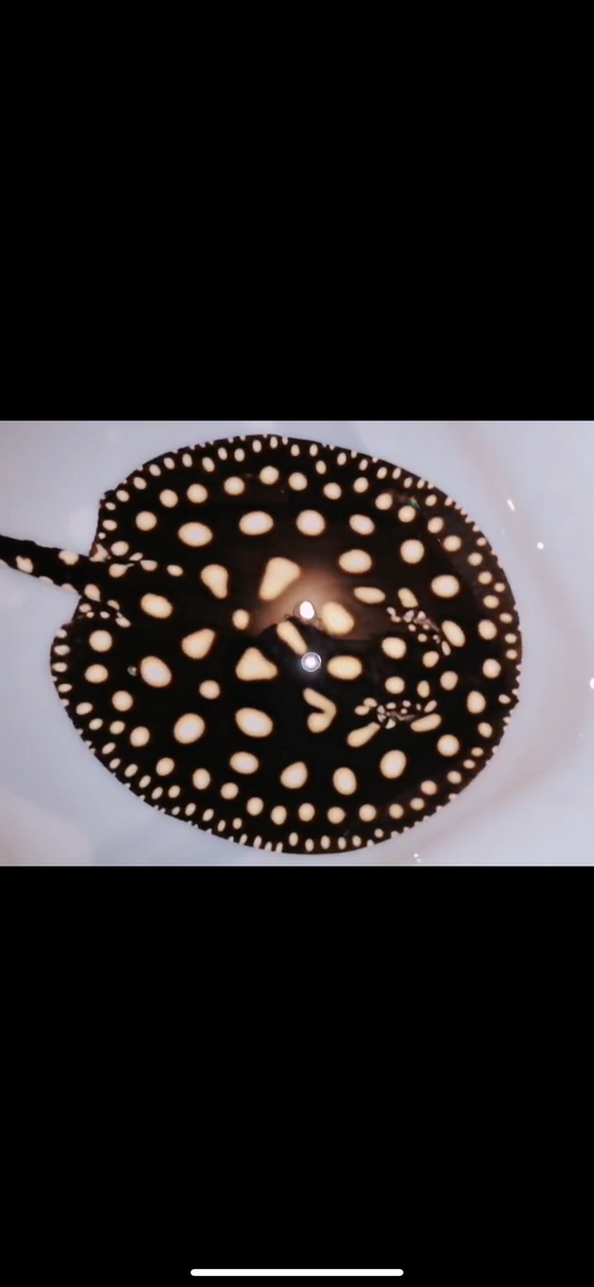 Freshwater stingray black diamond  female 6inch