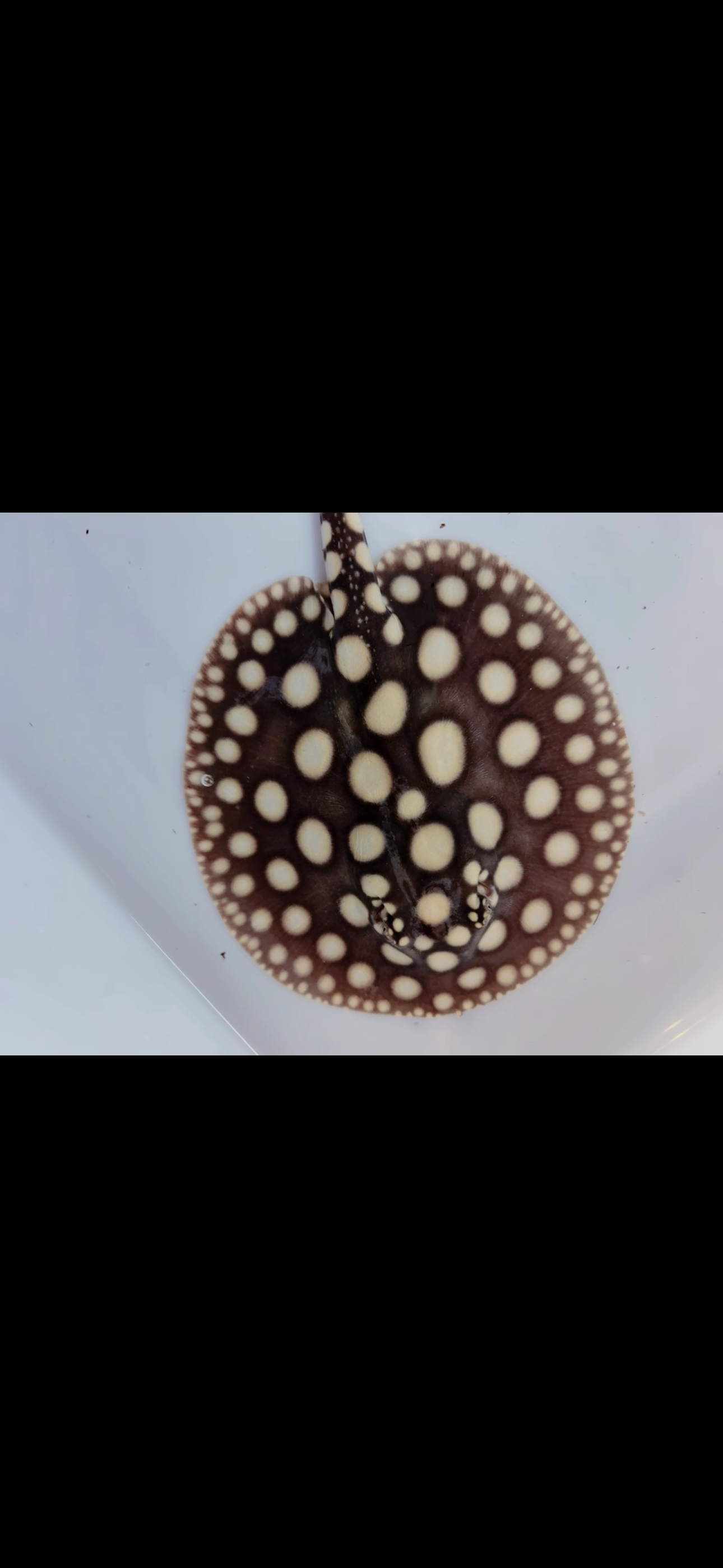 Freshwater stingray black diamond female 6inch