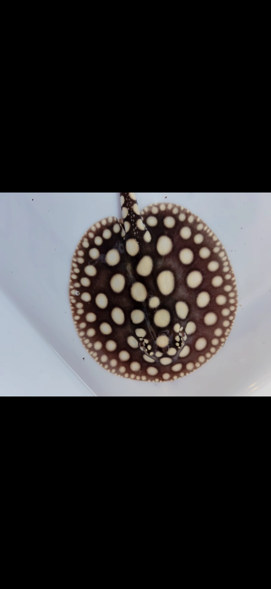 Freshwater stingray black diamond female 6inch