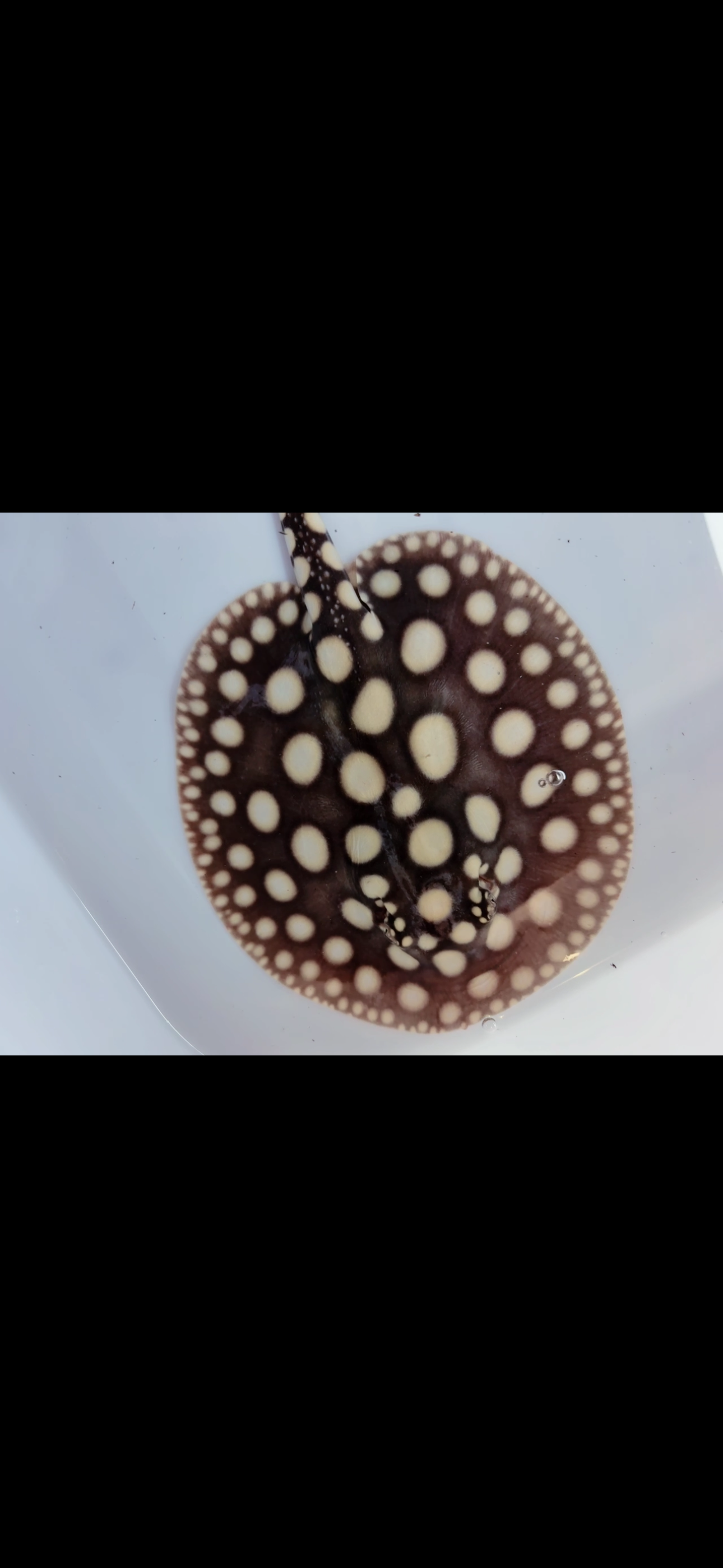 Freshwater stingray black diamond female 6inch