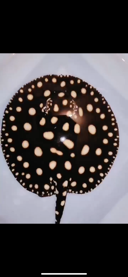 Freshwater stingray black diamond  female 6inch