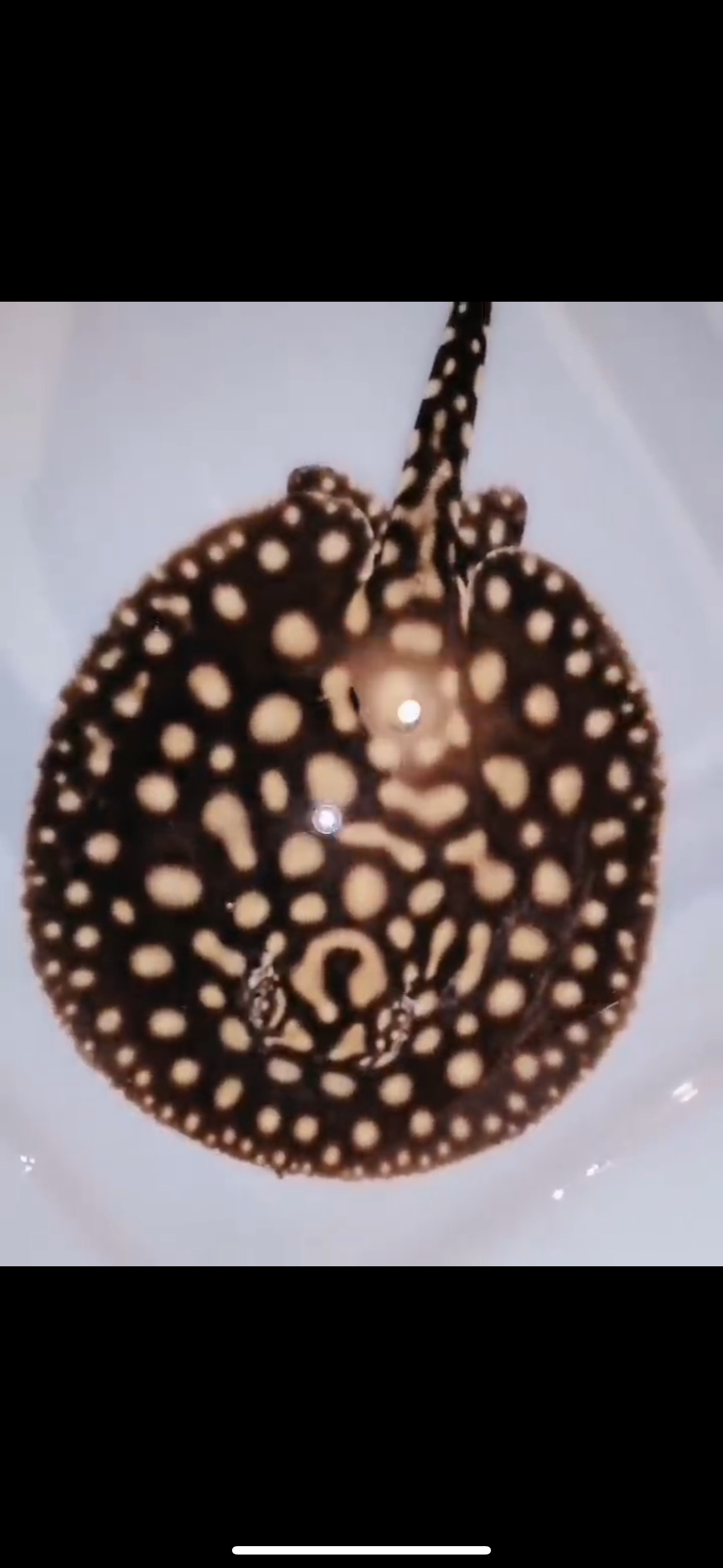 Freshwater Stingray Black Diamond Hybrid Het Female 6inch – Super BD ...