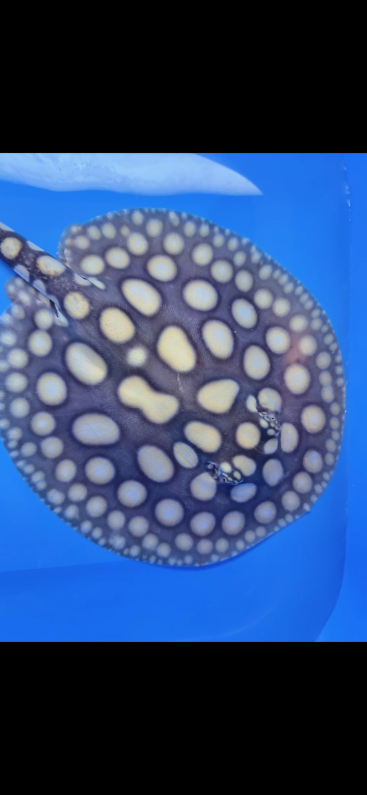 Freshwater stingray black diamond male 7inch