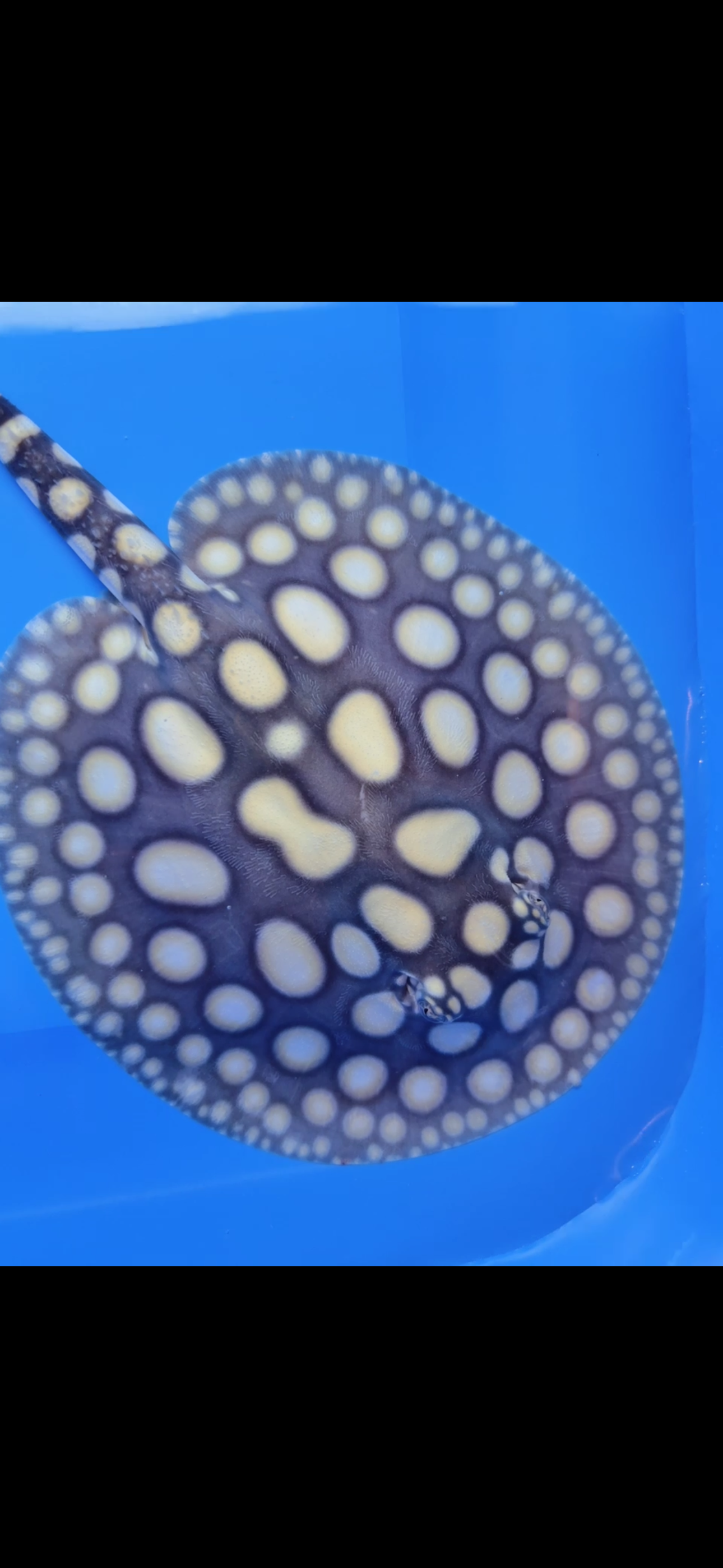 Freshwater stingray black diamond male 7inch