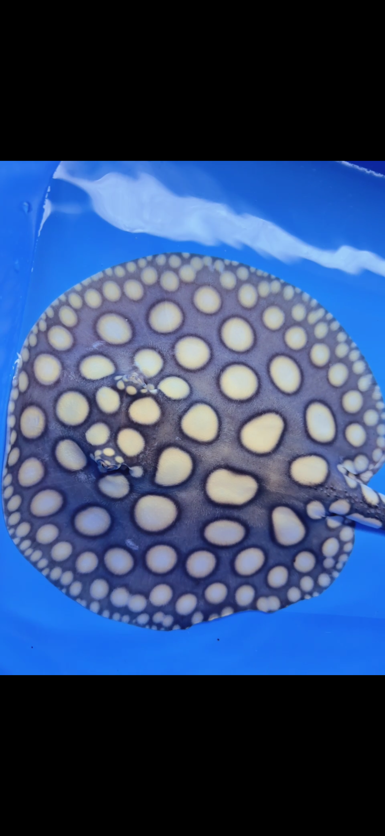 Freshwater stingray black diamond  male 7inch