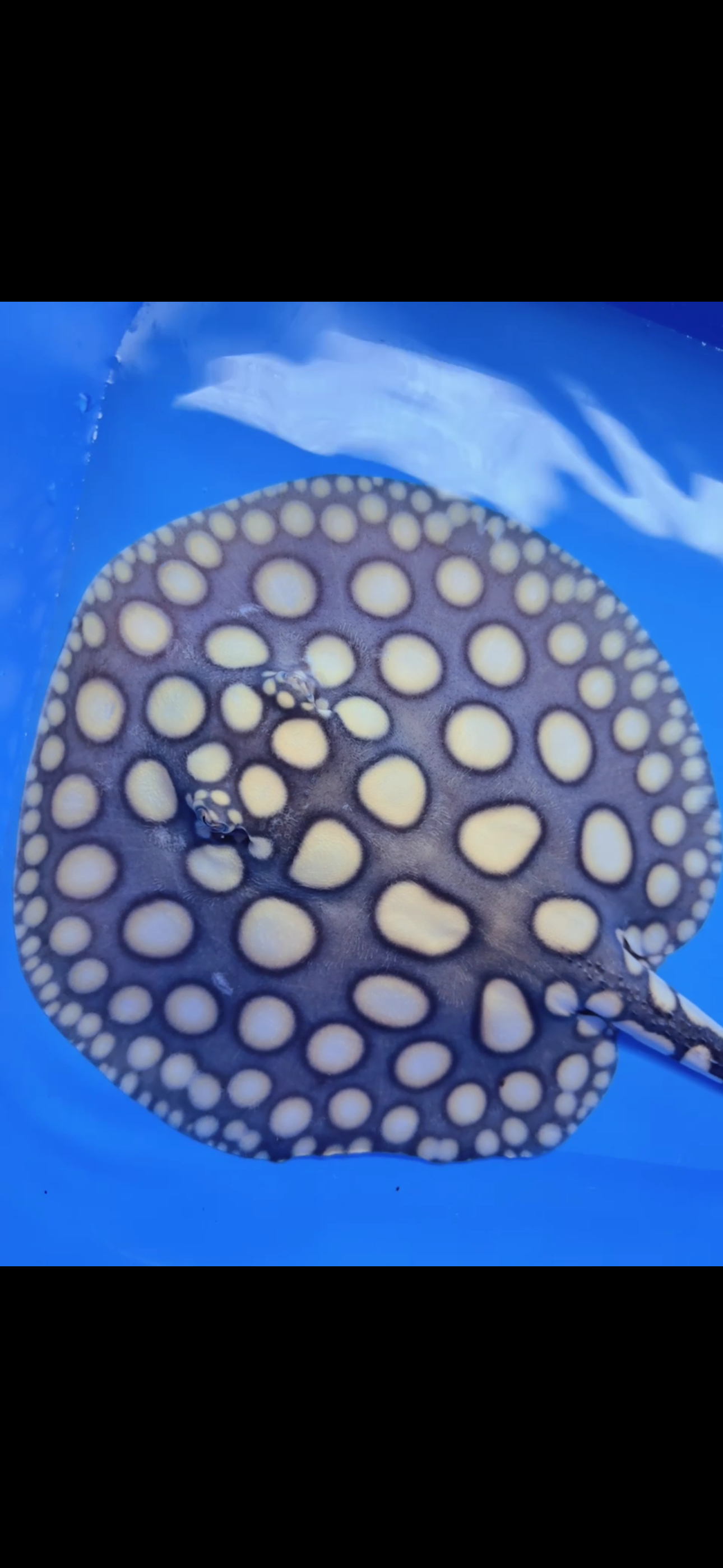 Freshwater stingray black diamond  male 7inch