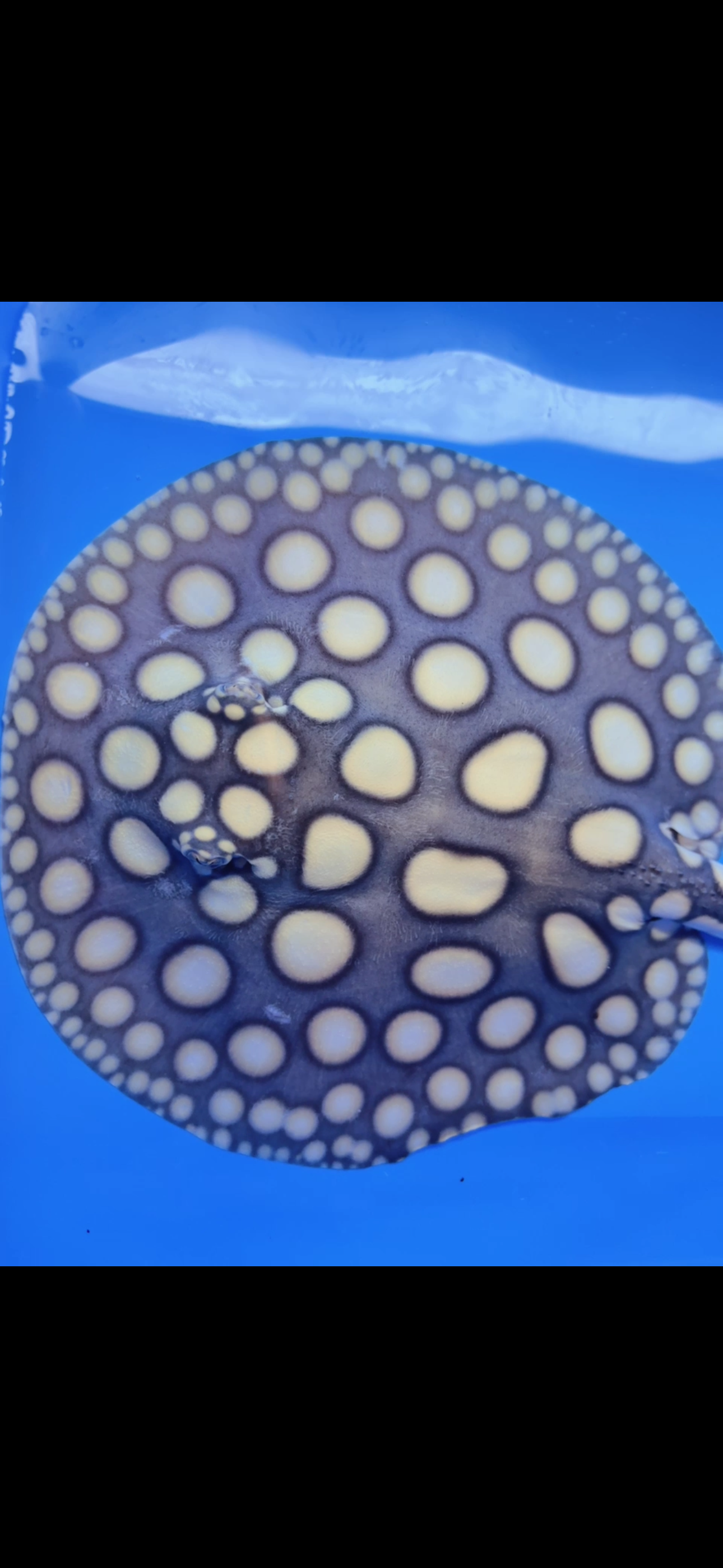 Freshwater stingray black diamond  male 7inch