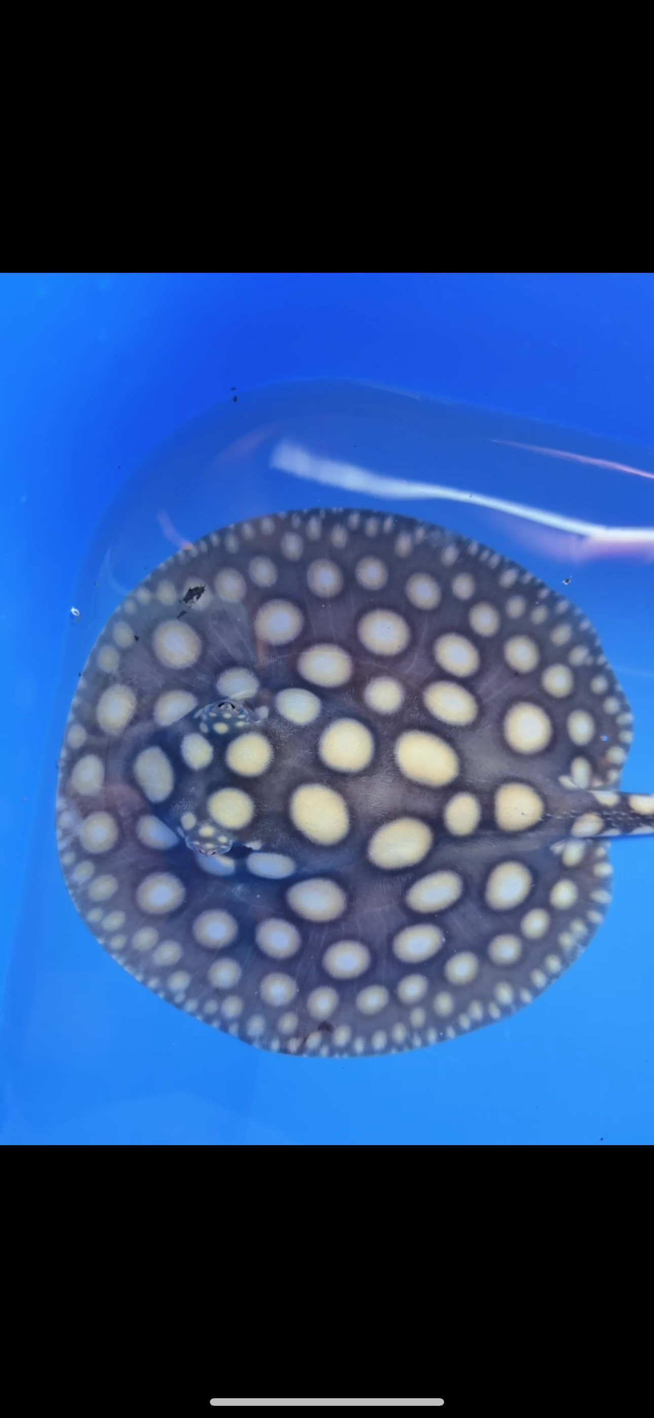 Freshwater stingray black diamond female  6inch
