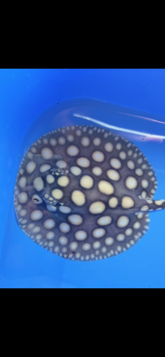 Freshwater stingray black diamond female  6inch