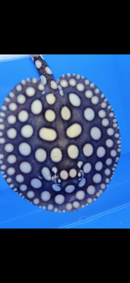 Freshwater stingray black diamond male