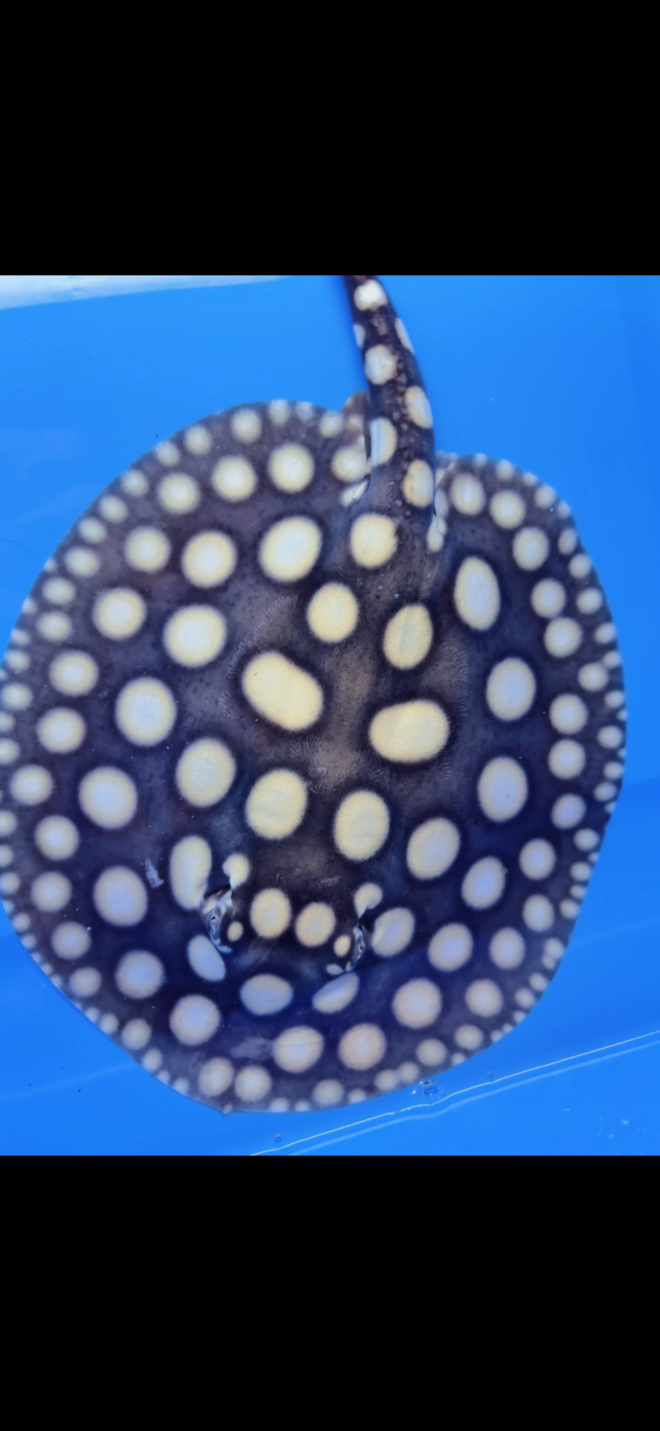 Freshwater stingray black diamond male