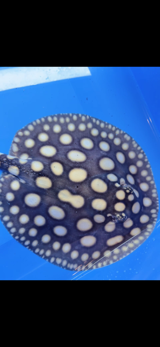 Freshwater stingray black diamond female  7inch