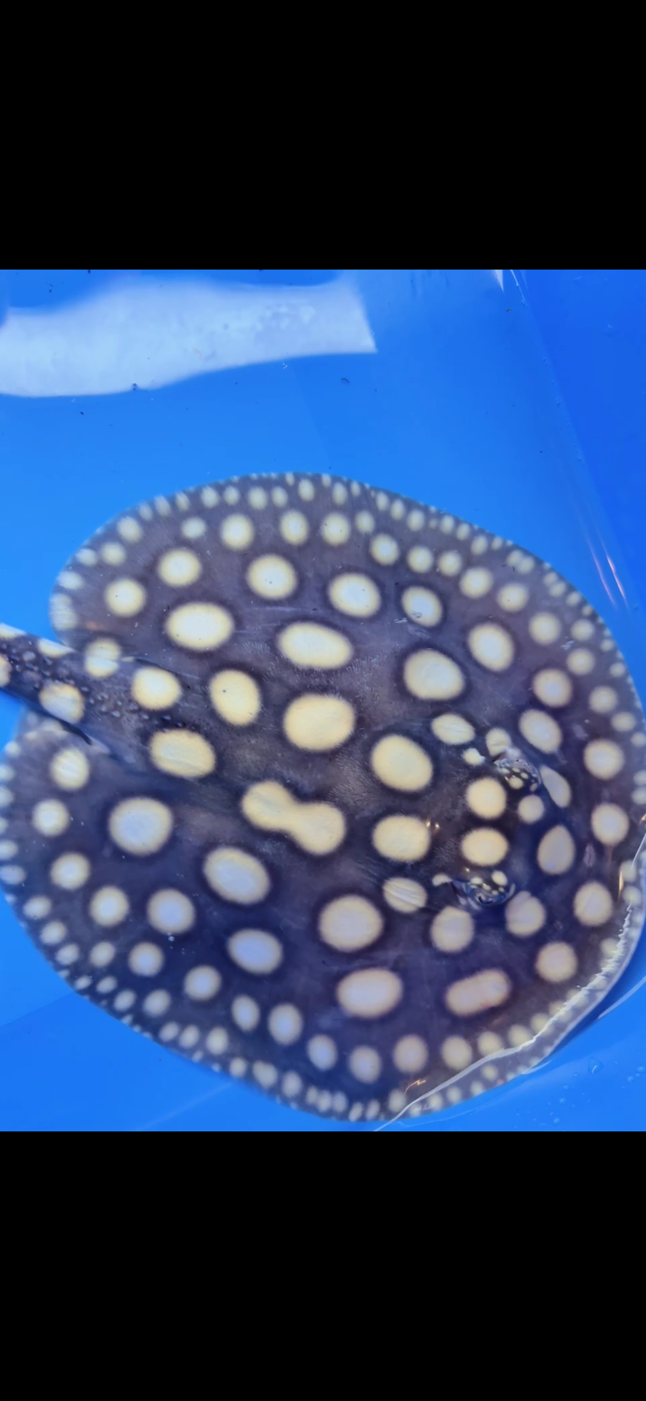 Freshwater stingray black diamond female  7inch