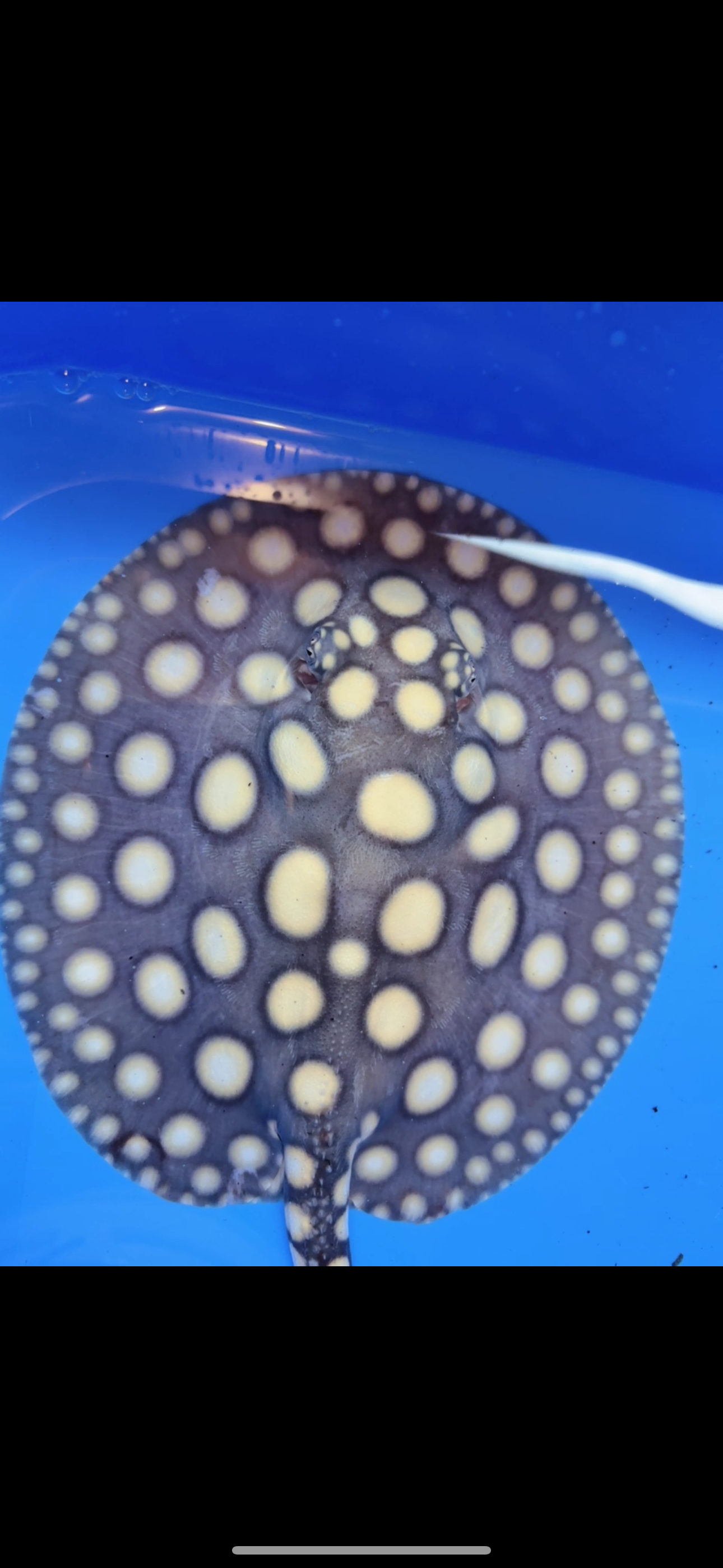 Freshwater stingray black diamond female  7inch