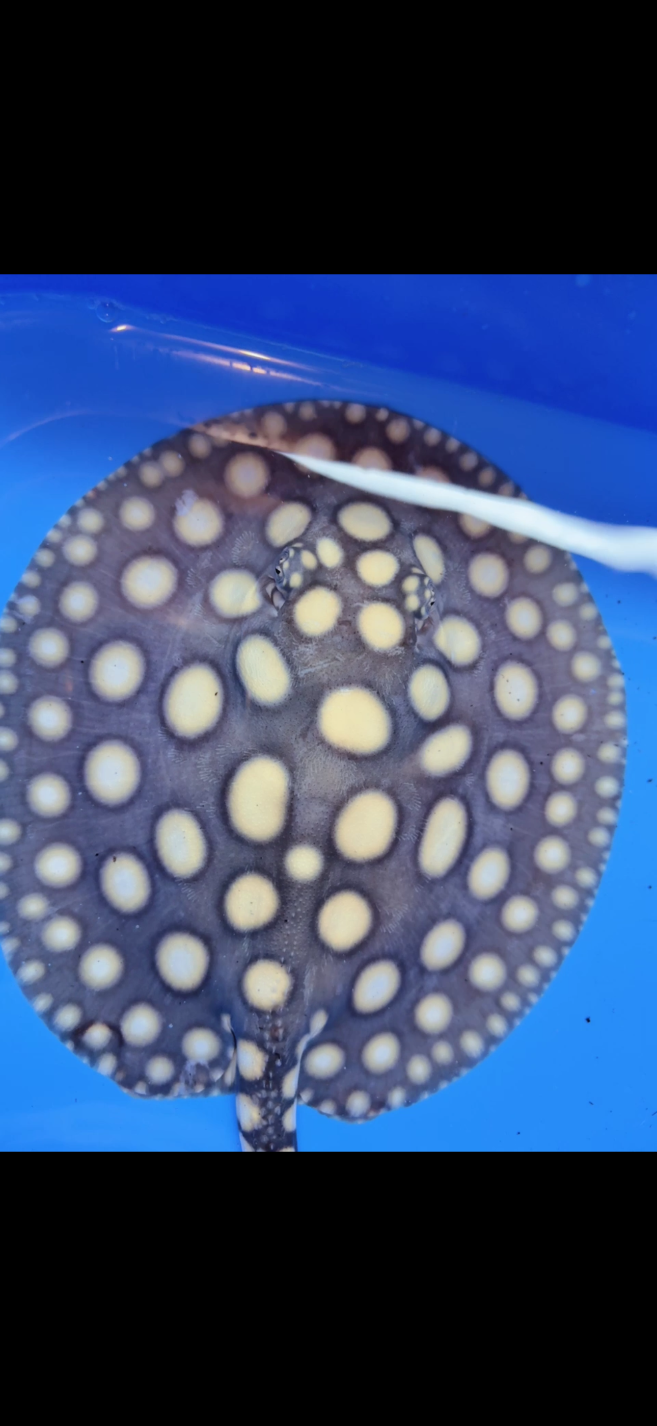 Freshwater stingray black diamond female  7inch
