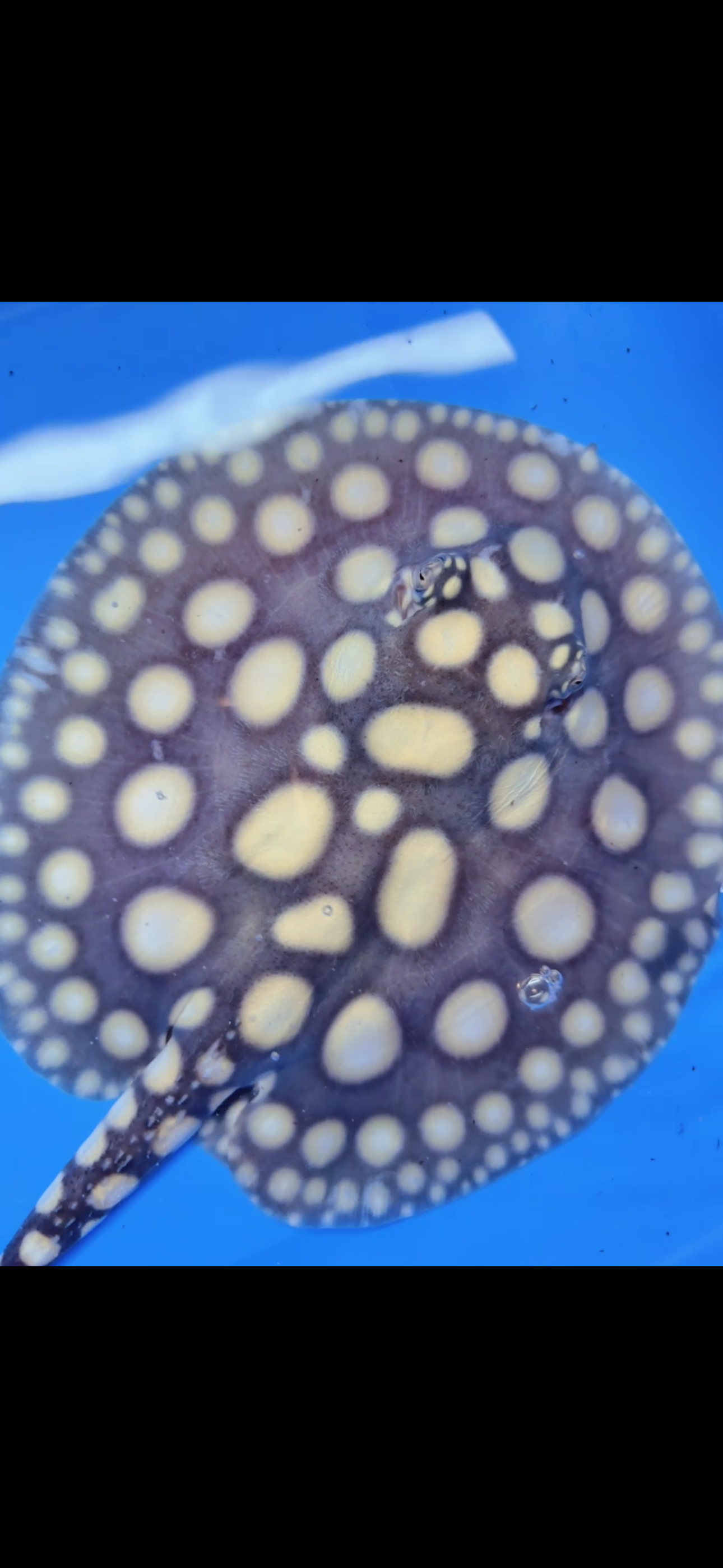 Freshwater stingray black diamond female  7inch
