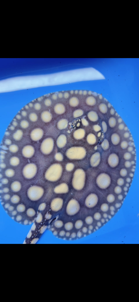 Freshwater stingray black diamond female  7inch
