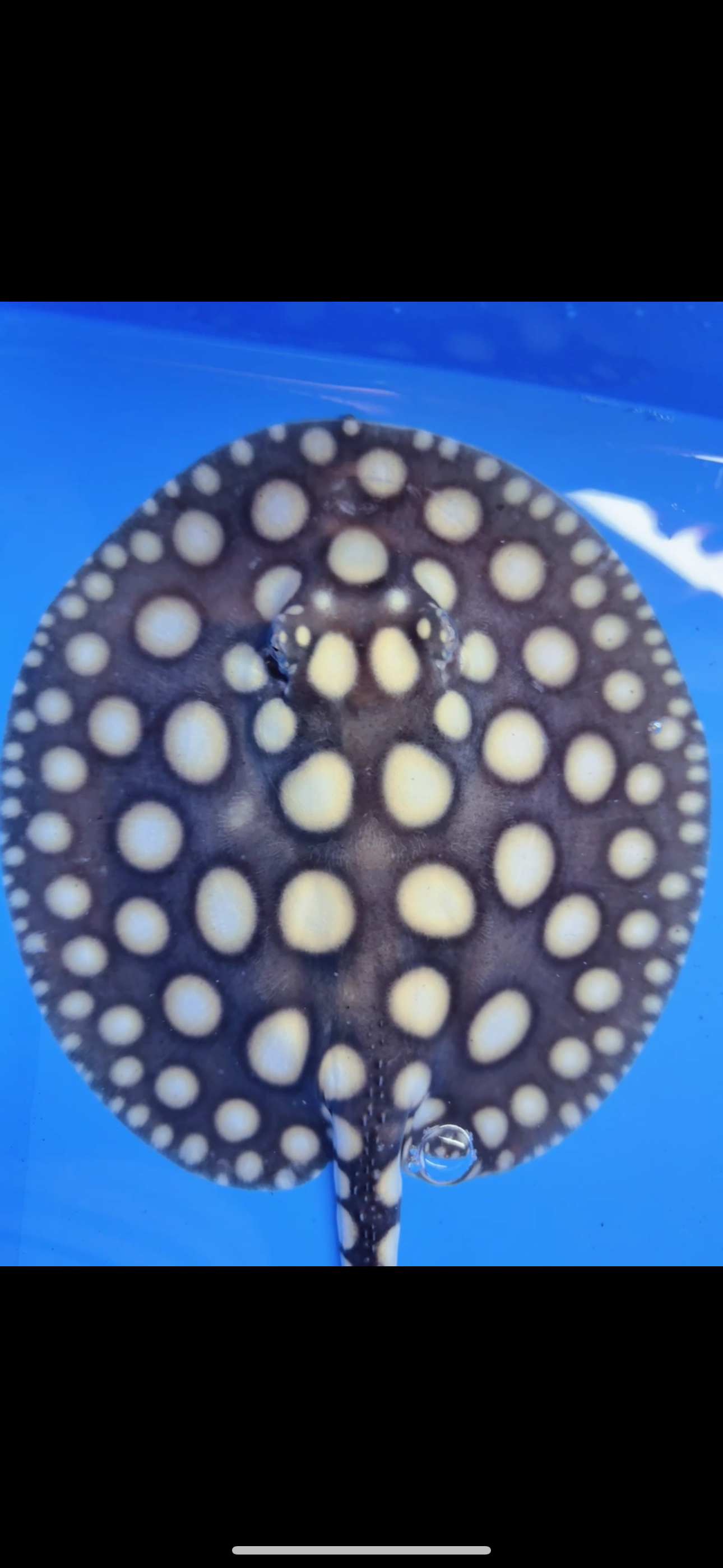 Freshwater stingray black diamond male  7inch