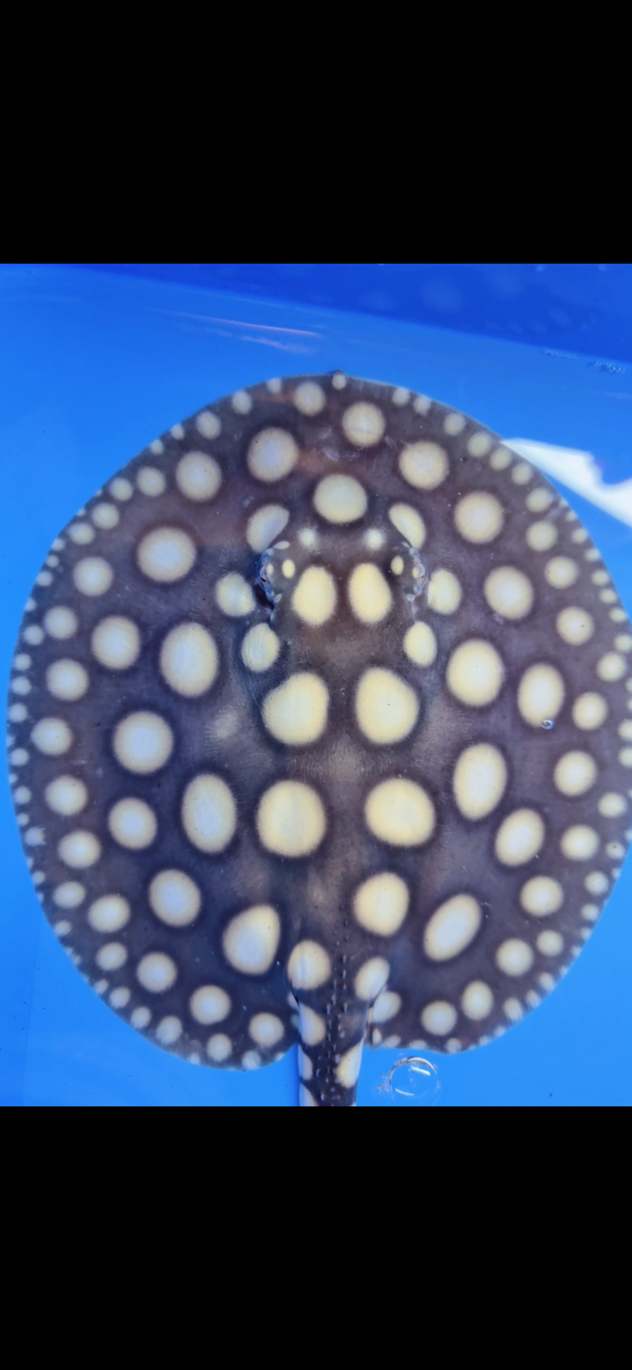 Freshwater stingray black diamond male  7inch
