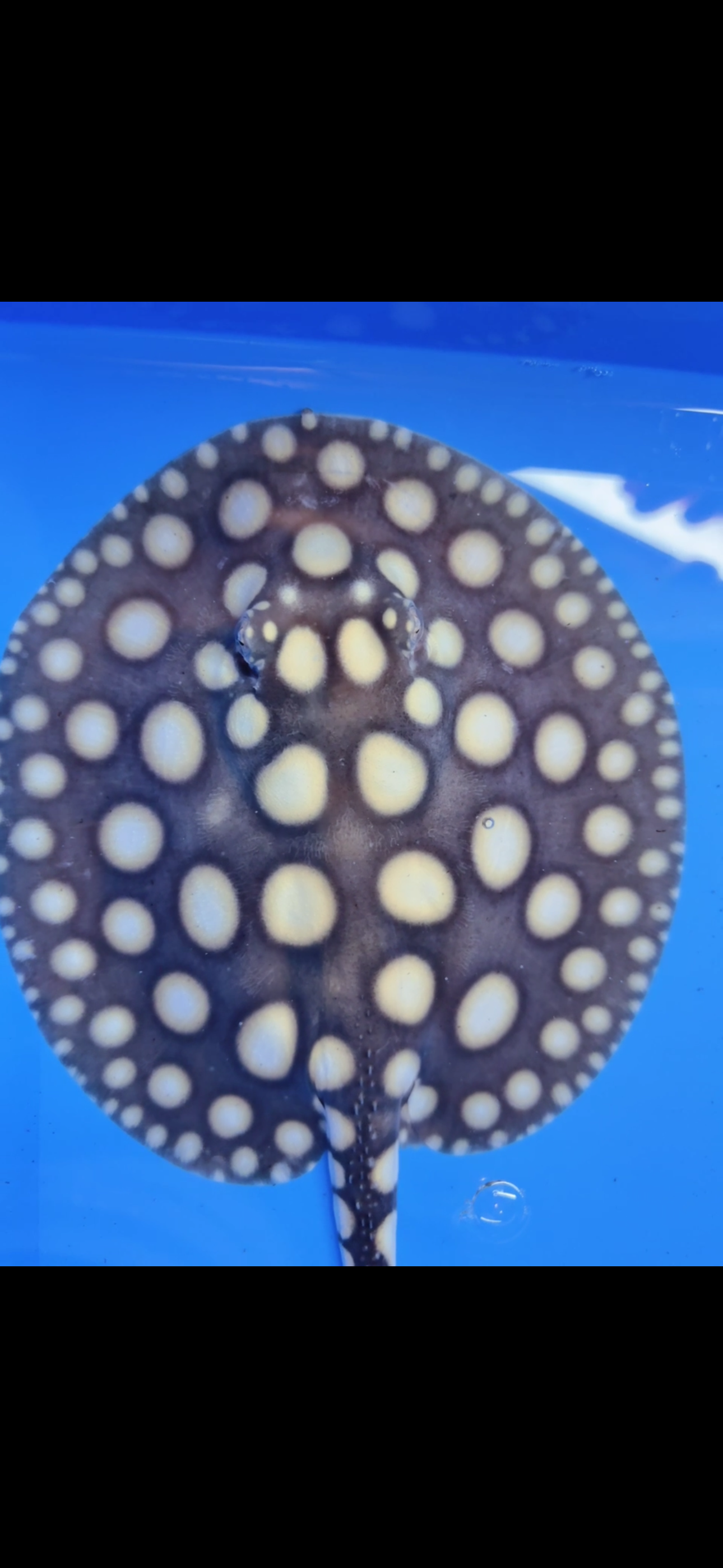 Freshwater stingray black diamond male  7inch