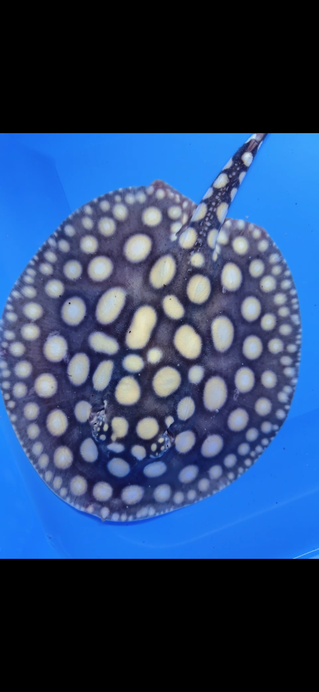 Freshwater stingray black diamond female  7inch