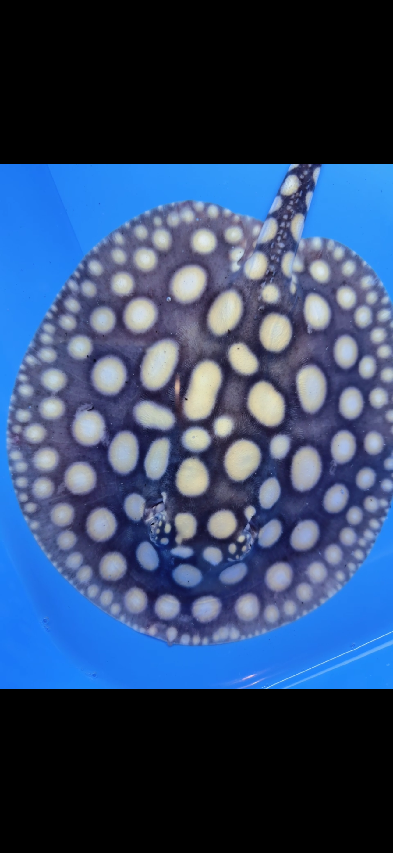 Freshwater stingray black diamond female  7inch