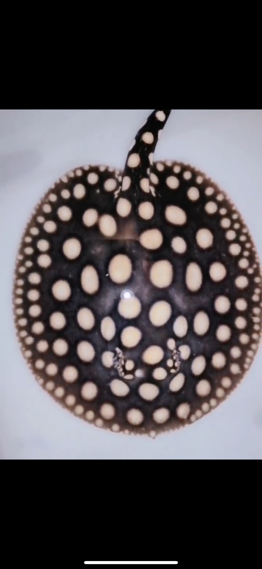 Freshwater stingray black diamond male 6inch