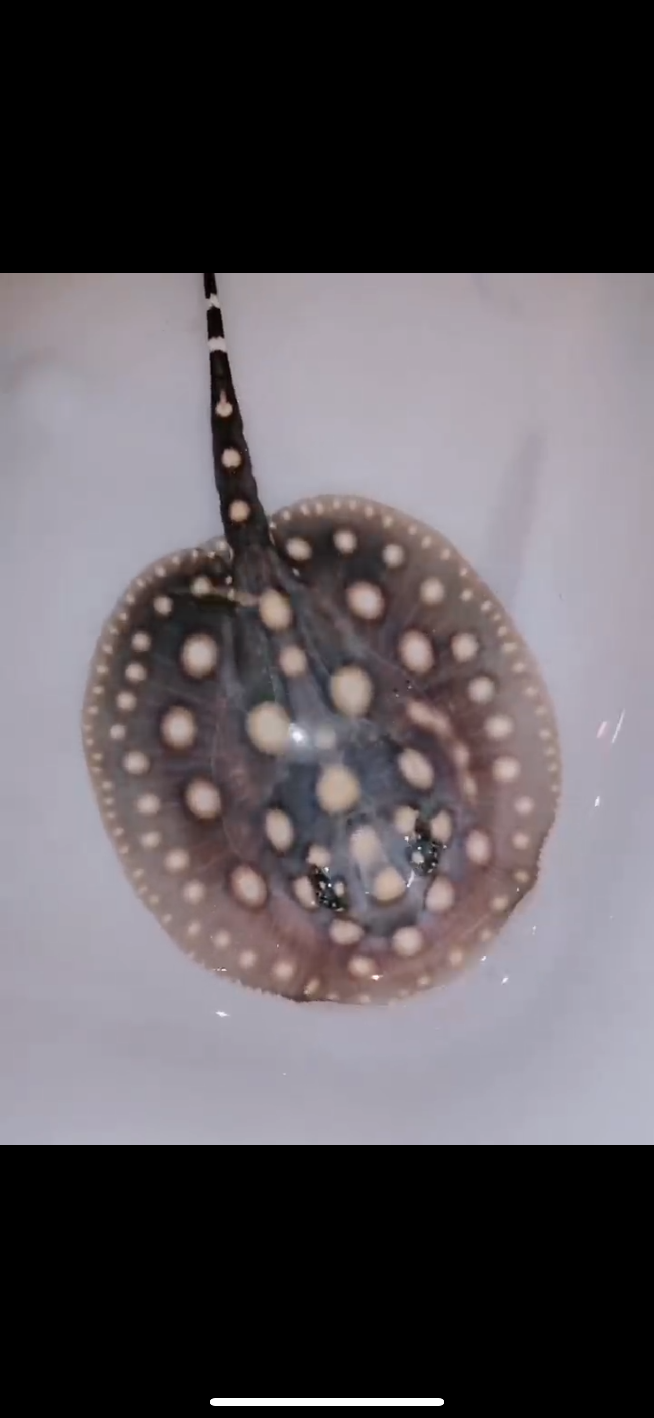 Freshwater stingray black diamond female 5inch – Super BD Stingray
