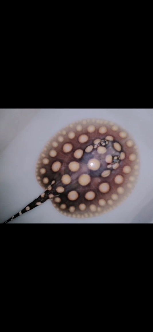 Freshwater stingray black diamond female big spot female