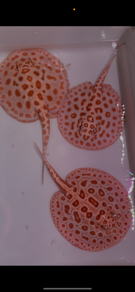 Freshwater stingray redbase  diamond albino trio  2 females 1 male