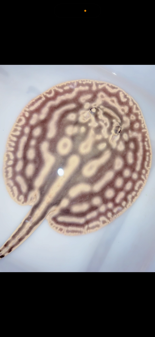 Freshwater stingray leucistic key het male 6inch