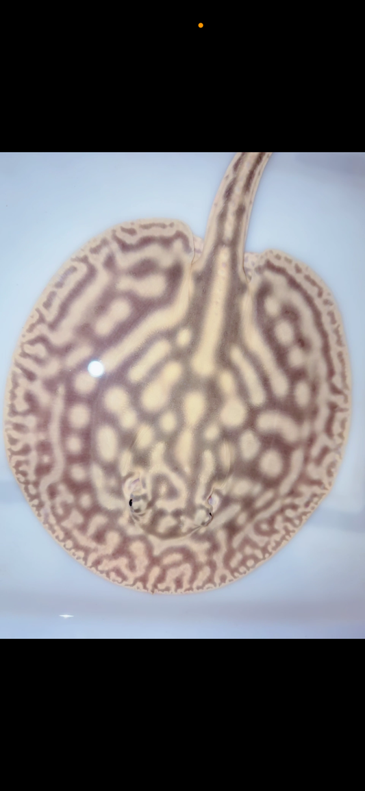 Freshwater stingray leucistic key het male 7inch