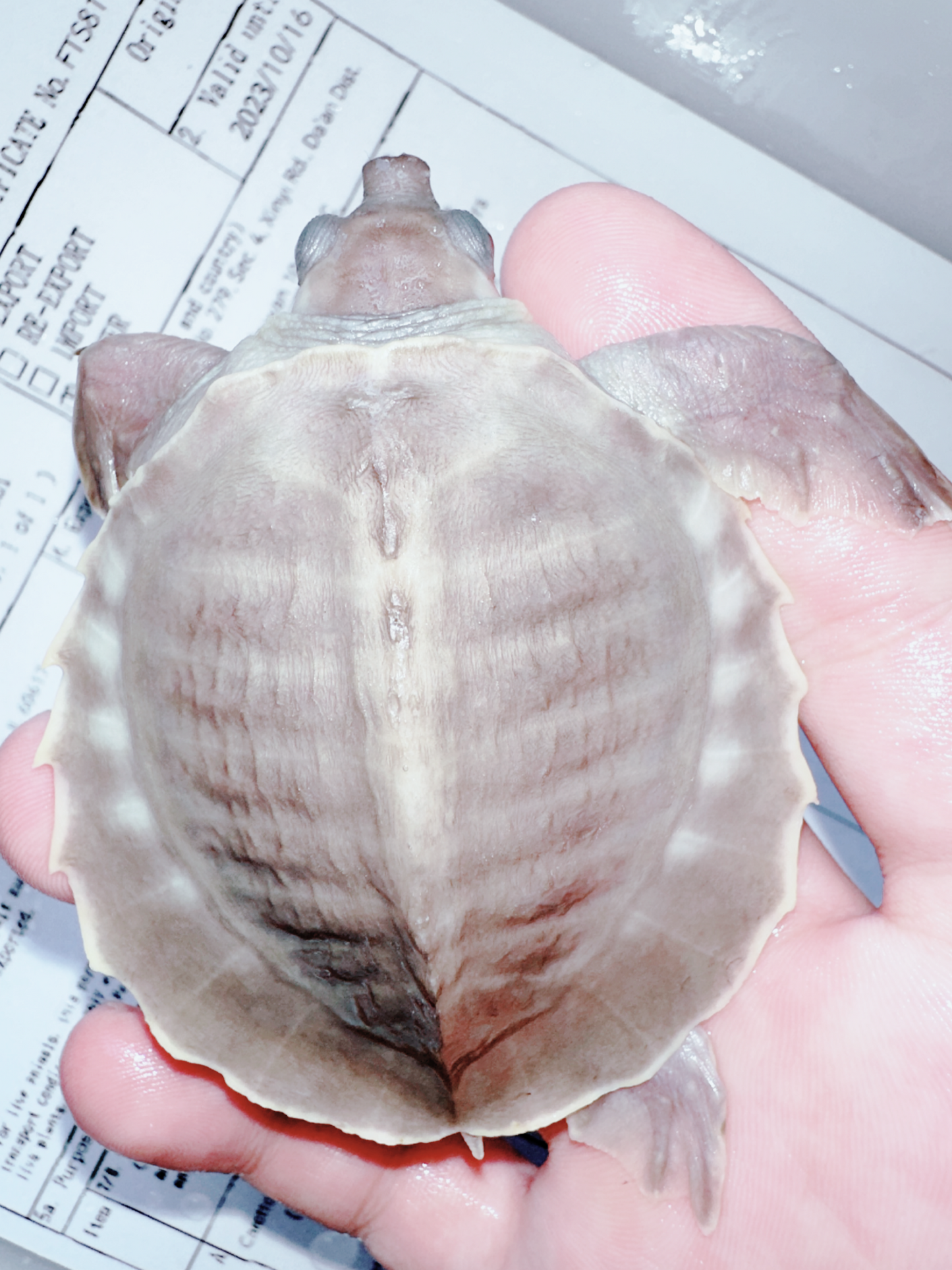 Fly River Turtle /Pig Nose Turtle 4(pale)