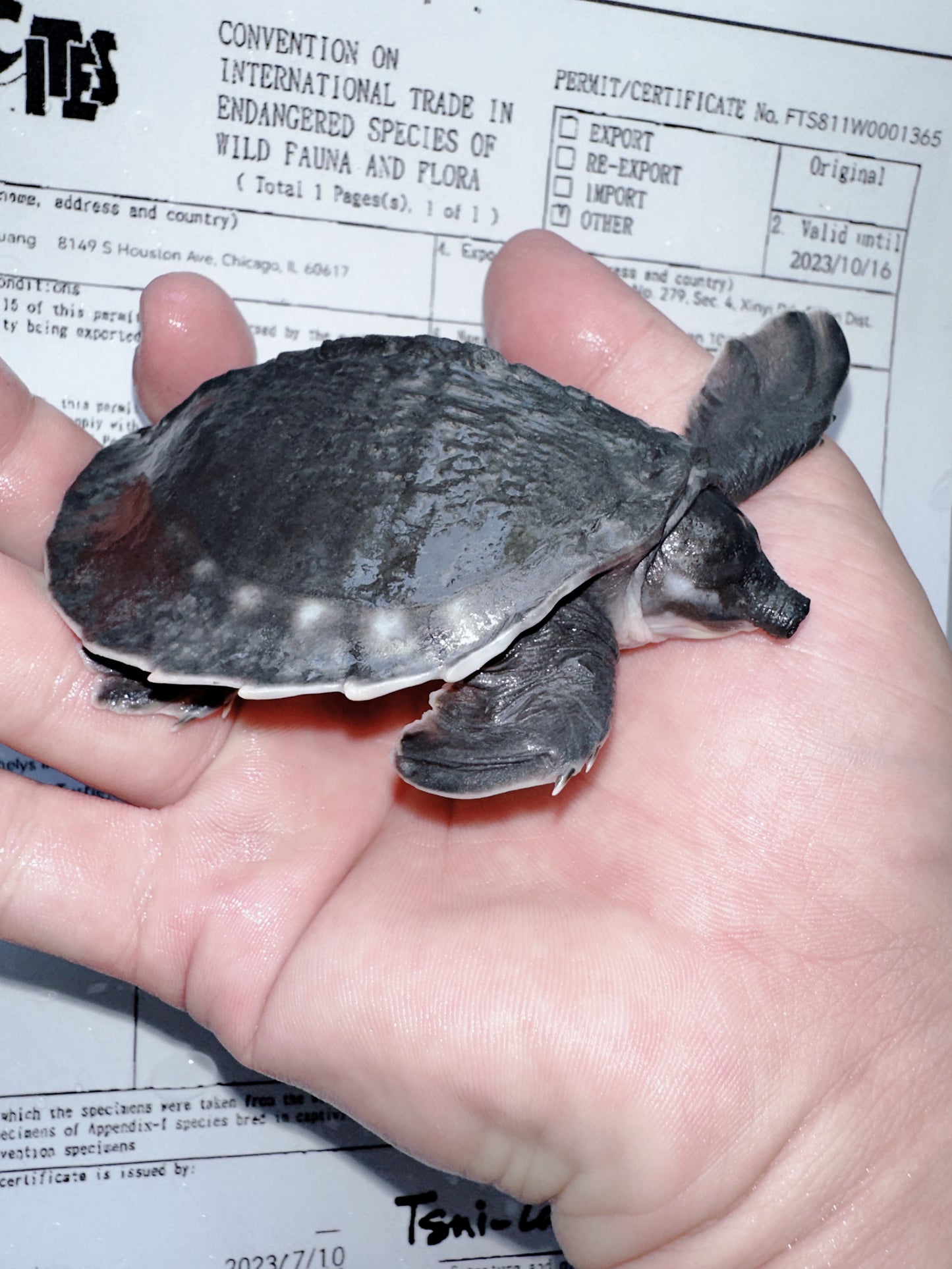 Fly River Turtle /Pig Nose Turtle (no eyes)