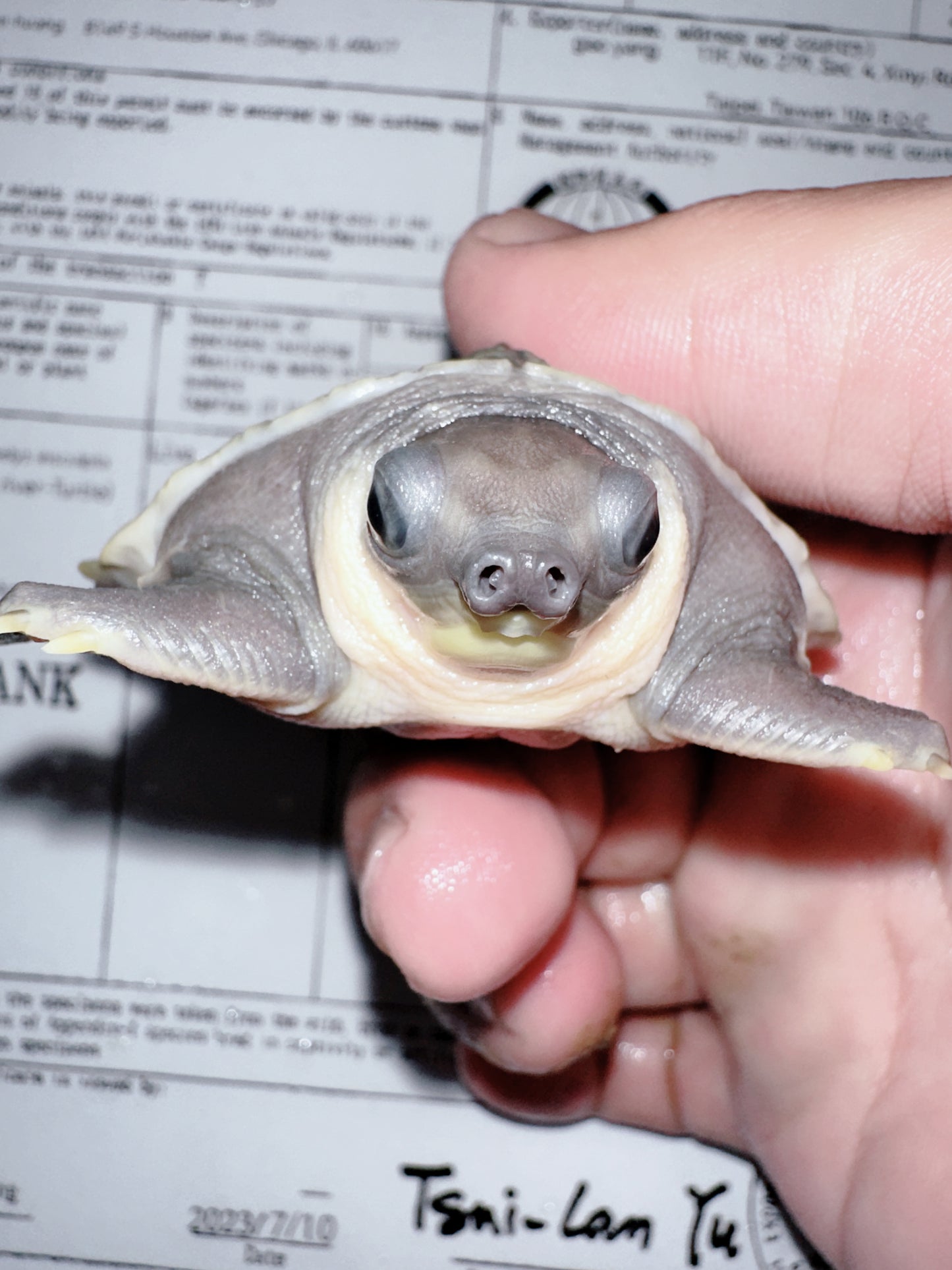 Fly River Turtle /Pig Nose Turtle 3