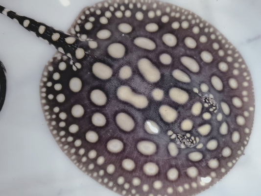 Freshwater stingray black diamond female 6 inch