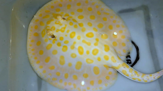 Freshwater stingray goldenbase albino black diamond  male 8inch