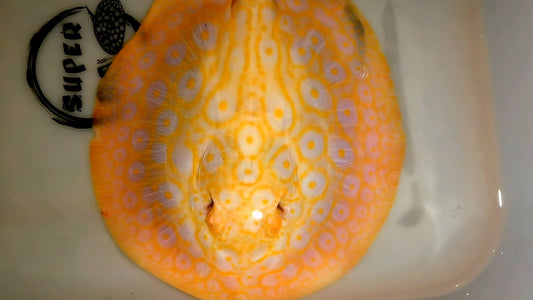 Freshwater stingray goldenbase pearl albino  7inch male
