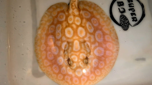 Freshwater stingray redbase pearl albino male 6-7inch