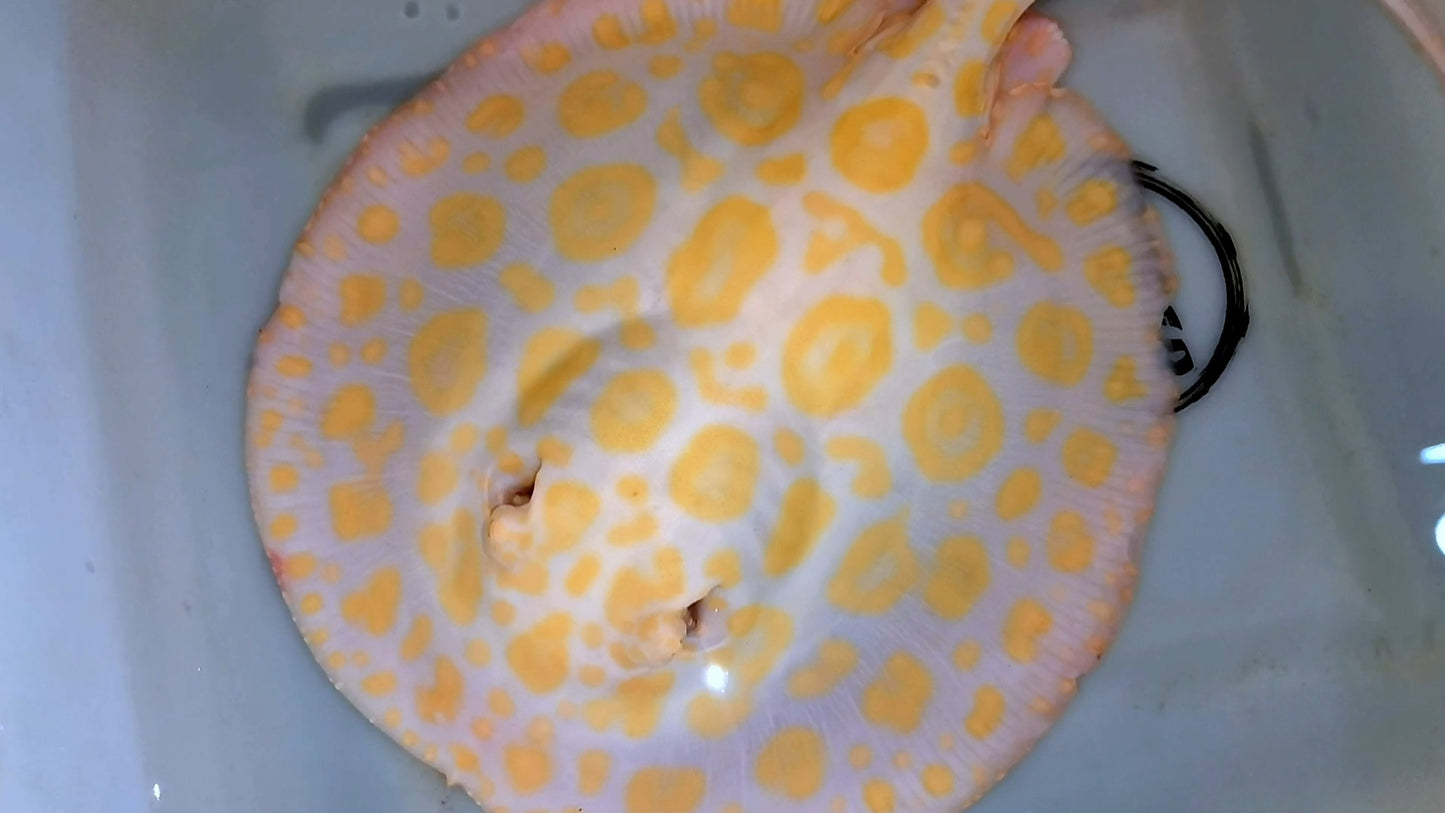 Freshwater stingray goldenbase black diamond hybrid big spot  albino female breeder