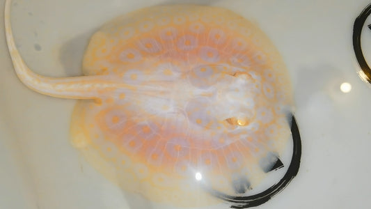 Freshwater stingray goldenbase pearl albino male 5inch