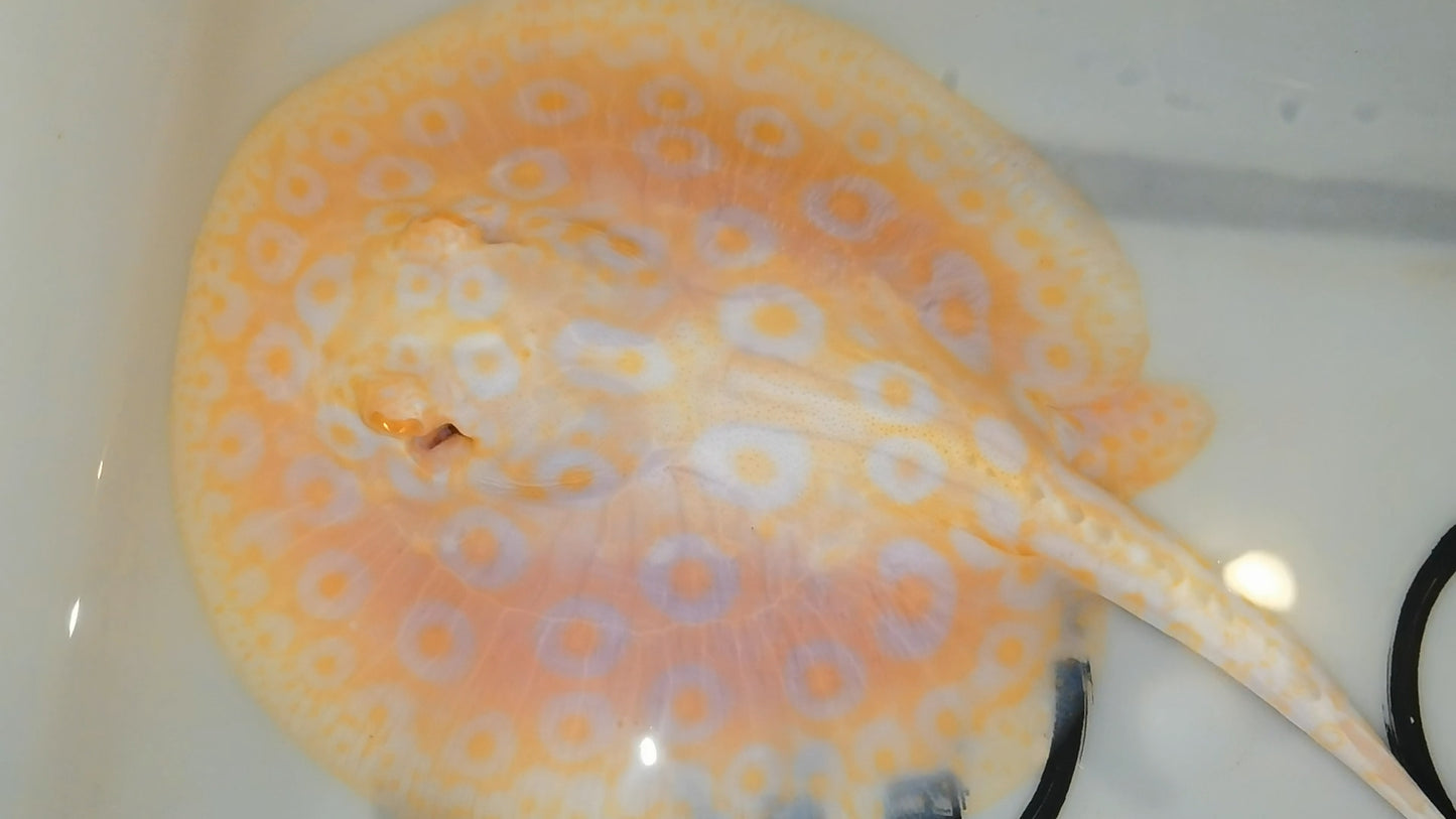 Freshwater stingray goldenbase pearl albino male 6inch