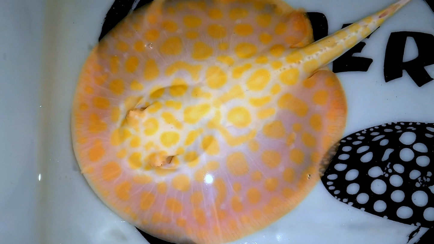 Freshwater stingray goldenbase black diamond hybrid big spot albino female 7-8inch