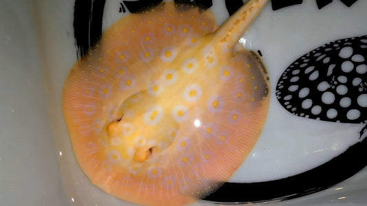 Freshwater stingray goldenbase pearl albino female 7 inch