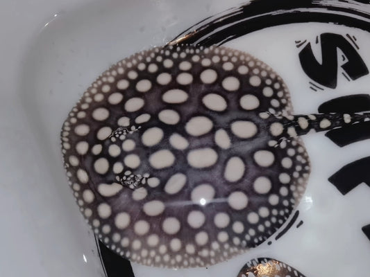 Freshwater stingray black diamond male 6inch