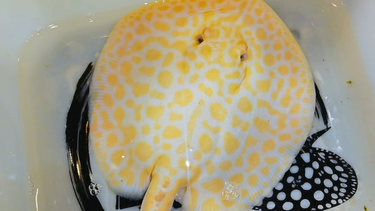 Freshwater stingray goldenbase black diamond hybrid   albino male 10inch