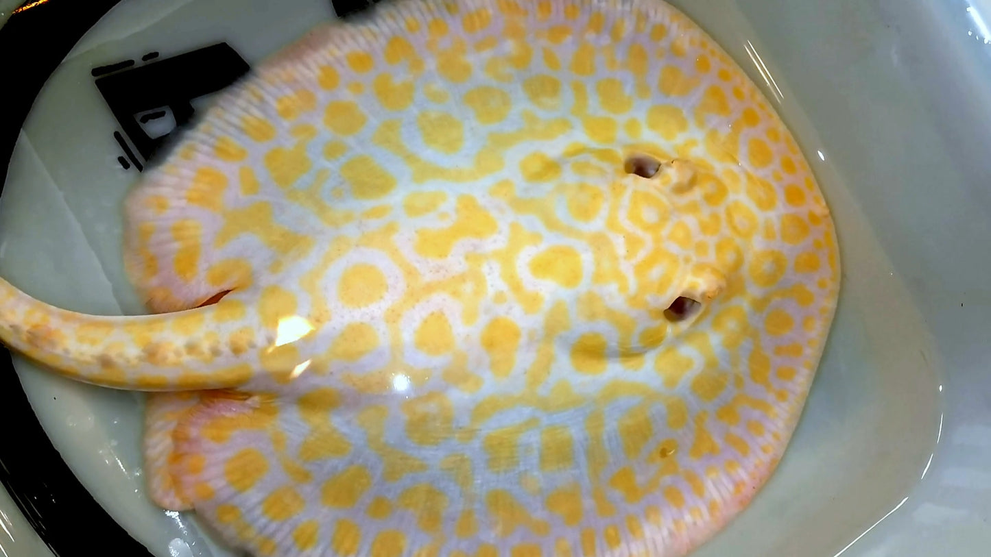 Freshwater stingray goldenbase super hybrid albino breeder female