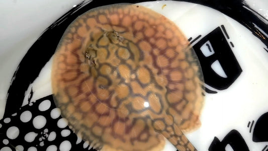 Freshwater stingray marble het female 5inch (for beginner)