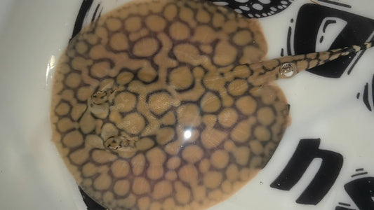 Freshwater stingray marble het female 5-6inch (for beginner)