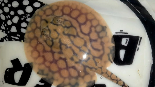 Freshwater stingray marble het male 5inch (for beginner)